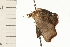  ( - 08-NSWHH-0817)  @12 [ ] CreativeCommons - Attribution (2009) Unspecified Centre for Biodiversity Genomics