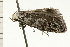  ( - 08-NSWHH-0881)  @11 [ ] CreativeCommons - Attribution (2009) Unspecified Centre for Biodiversity Genomics