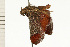  ( - 08-NSWHH-0884)  @12 [ ] CreativeCommons - Attribution (2009) Unspecified Centre for Biodiversity Genomics