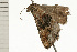  ( - 08-NSWHH-0936)  @13 [ ] CreativeCommons - Attribution (2009) Unspecified Centre for Biodiversity Genomics