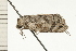  ( - 08-NSWHH-0939)  @13 [ ] CreativeCommons - Attribution (2009) Unspecified Centre for Biodiversity Genomics