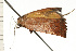  ( - 08-NSWHH-0959)  @12 [ ] CreativeCommons - Attribution (2009) Unspecified Centre for Biodiversity Genomics