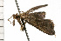  ( - 08-NSWHH-0964)  @12 [ ] CreativeCommons - Attribution (2009) Unspecified Centre for Biodiversity Genomics