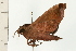  ( - 08-NSWHH-0007)  @12 [ ] CreativeCommons - Attribution (2009) Unspecified Centre for Biodiversity Genomics