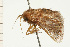  ( - 08-NSWHH-0136)  @13 [ ] CreativeCommons - Attribution (2009) Unspecified Centre for Biodiversity Genomics
