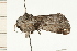  ( - 08-NSWHH-0137)  @13 [ ] CreativeCommons - Attribution (2009) Unspecified Centre for Biodiversity Genomics