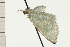  ( - 08-NSWHH-0138)  @12 [ ] CreativeCommons - Attribution (2009) Unspecified Centre for Biodiversity Genomics