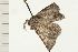  ( - 08-NSWHH-0192)  @13 [ ] CreativeCommons - Attribution (2009) Unspecified Centre for Biodiversity Genomics