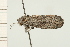  ( - 08-NSWHH-0262)  @13 [ ] CreativeCommons - Attribution (2009) Unspecified Centre for Biodiversity Genomics