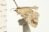  ( - 08-NSWHH-0269)  @12 [ ] CreativeCommons - Attribution (2009) Unspecified Centre for Biodiversity Genomics