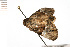  ( - 08-NSWHH-0274)  @13 [ ] CreativeCommons - Attribution (2009) Unspecified Centre for Biodiversity Genomics