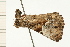  ( - 08-NSWHH-0281)  @13 [ ] CreativeCommons - Attribution (2009) Unspecified Centre for Biodiversity Genomics