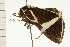  ( - 08-NSWHH-0287)  @12 [ ] CreativeCommons - Attribution (2009) Unspecified Centre for Biodiversity Genomics