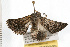  ( - 08-NSWHH-0295)  @12 [ ] CreativeCommons - Attribution (2009) Unspecified Centre for Biodiversity Genomics
