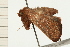  ( - 08-NSWHH-0340)  @12 [ ] CreativeCommons - Attribution (2009) Unspecified Centre for Biodiversity Genomics