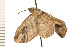  ( - 08-NSWHH-0356)  @12 [ ] CreativeCommons - Attribution (2009) Unspecified Centre for Biodiversity Genomics