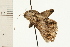  ( - 08-NSWHH-0365)  @12 [ ] CreativeCommons - Attribution (2009) Unspecified Centre for Biodiversity Genomics
