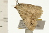  ( - 08-NSWHH-0369)  @12 [ ] CreativeCommons - Attribution (2009) Unspecified Centre for Biodiversity Genomics