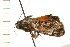  ( - 08-NSWHH-0378)  @12 [ ] CreativeCommons - Attribution (2009) Unspecified Centre for Biodiversity Genomics