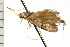  ( - 08-NSWHH-1004)  @13 [ ] CreativeCommons - Attribution (2009) Unspecified Centre for Biodiversity Genomics