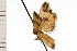  ( - 08-NSWHH-1007)  @12 [ ] CreativeCommons - Attribution (2009) Unspecified Centre for Biodiversity Genomics