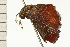  ( - 08-NSWHH-1010)  @12 [ ] CreativeCommons - Attribution (2009) Unspecified Centre for Biodiversity Genomics
