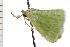  ( - 08-NSWHH-1031)  @13 [ ] CreativeCommons - Attribution (2009) Unspecified Centre for Biodiversity Genomics