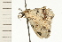 ( - 08-NSWHH-1066)  @13 [ ] CreativeCommons - Attribution (2009) Unspecified Centre for Biodiversity Genomics