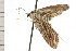  ( - 08-NSWHH-1077)  @12 [ ] CreativeCommons - Attribution (2009) Unspecified Centre for Biodiversity Genomics