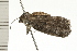  ( - 08-NSWHH-1089)  @12 [ ] CreativeCommons - Attribution (2009) Unspecified Centre for Biodiversity Genomics