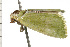  ( - 08-NSWHH-1091)  @12 [ ] CreativeCommons - Attribution (2009) Unspecified Centre for Biodiversity Genomics