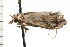 ( - 08-NSWHH-1092)  @13 [ ] CreativeCommons - Attribution (2009) Unspecified Centre for Biodiversity Genomics