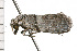  ( - 08-NSWHH-1105)  @12 [ ] CreativeCommons - Attribution (2009) Unspecified Centre for Biodiversity Genomics