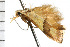  ( - 08-NSWHH-1108)  @13 [ ] CreativeCommons - Attribution (2009) Unspecified Centre for Biodiversity Genomics