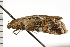  ( - 08-NSWHH-1115)  @13 [ ] CreativeCommons - Attribution (2009) Unspecified Centre for Biodiversity Genomics