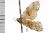  ( - 08-NSWHH-1127)  @12 [ ] CreativeCommons - Attribution (2009) Unspecified Centre for Biodiversity Genomics