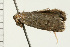  ( - 08-NSWHH-1141)  @11 [ ] CreativeCommons - Attribution (2009) Unspecified Centre for Biodiversity Genomics