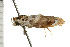  ( - 08-NSWHH-1156)  @13 [ ] CreativeCommons - Attribution (2009) Unspecified Centre for Biodiversity Genomics