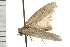  ( - 08-NSWHH-1185)  @12 [ ] CreativeCommons - Attribution (2009) Unspecified Centre for Biodiversity Genomics