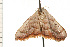  ( - 08-NSWHH-1240)  @13 [ ] CreativeCommons - Attribution (2009) Unspecified Centre for Biodiversity Genomics