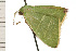  ( - 08-NSWHH-1267)  @12 [ ] CreativeCommons - Attribution (2009) Unspecified Centre for Biodiversity Genomics