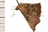  ( - 08-NSWHH-1279)  @12 [ ] CreativeCommons - Attribution (2009) Unspecified Centre for Biodiversity Genomics
