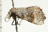  ( - 08-NSWHH-1331)  @13 [ ] CreativeCommons - Attribution (2009) Unspecified Centre for Biodiversity Genomics