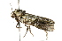  ( - 09-NSWHH-0400)  @13 [ ] CreativeCommons - Attribution (2010) Unspecified Centre for Biodiversity Genomics