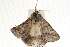  ( - 09-NSWHH-0470)  @13 [ ] CreativeCommons - Attribution (2010) Unspecified Centre for Biodiversity Genomics