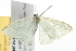  ( - 09-NSWHH-0680)  @12 [ ] CreativeCommons - Attribution (2010) Unspecified Centre for Biodiversity Genomics