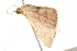  ( - 09-NSWHH-1144)  @13 [ ] CreativeCommons - Attribution (2010) Unspecified Centre for Biodiversity Genomics