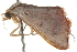  ( - 09-NSWHH-1641)  @13 [ ] CreativeCommons - Attribution (2010) Unspecified Centre for Biodiversity Genomics