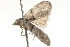  ( - 09-NSWHH-1267)  @12 [ ] CreativeCommons - Attribution (2010) Unspecified Centre for Biodiversity Genomics