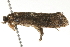  ( - 09-NSWHH-1308)  @13 [ ] CreativeCommons - Attribution (2010) Unspecified Centre for Biodiversity Genomics